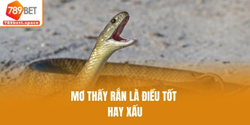 Mơ thấy rắn là điều tốt hay xấu