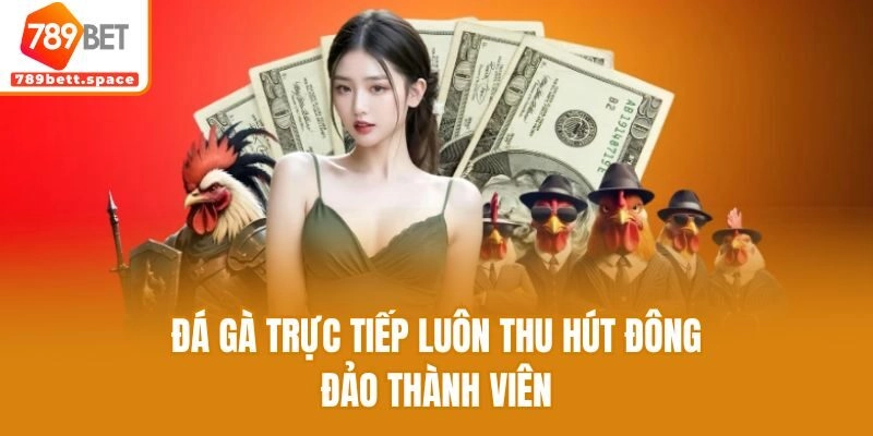 Đá gà trực tiếp luôn thu hút đông đảo thành viên