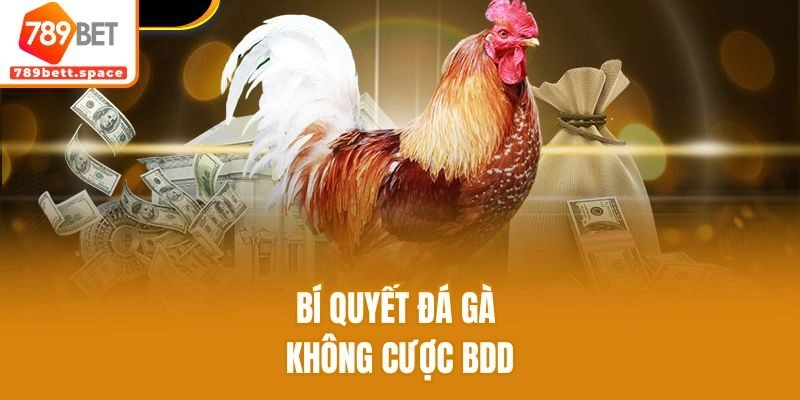 Bí quyết đá gà không cược BDD