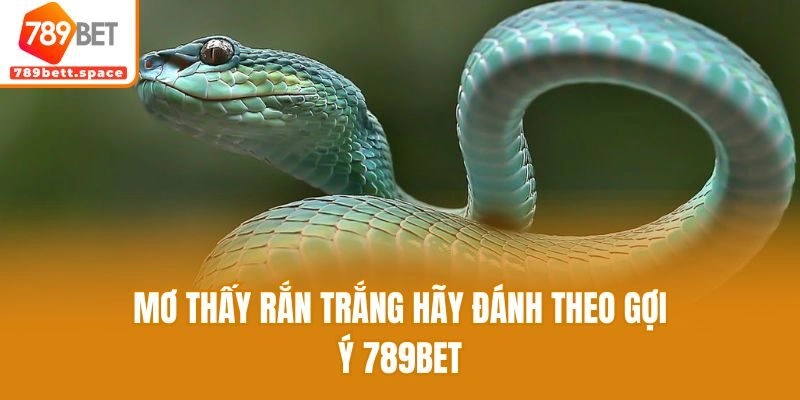 Mơ thấy rắn trắng hãy đánh theo gợi ý 789bet