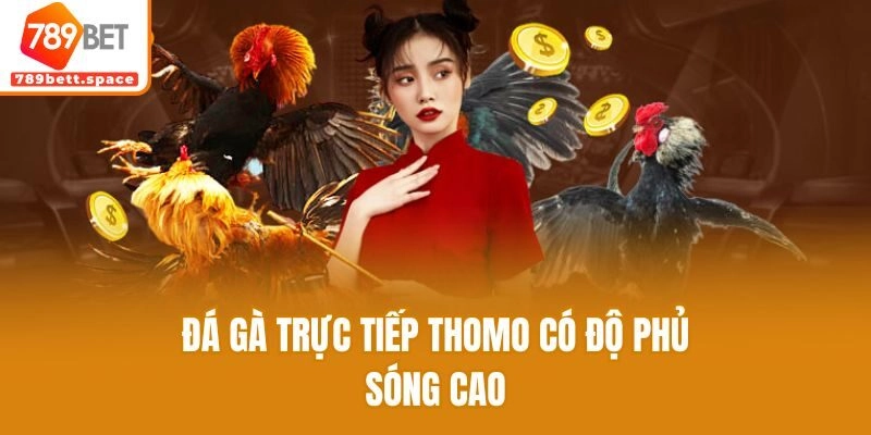 Đá gà trực tiếp Thomo có độ phủ sóng cao
